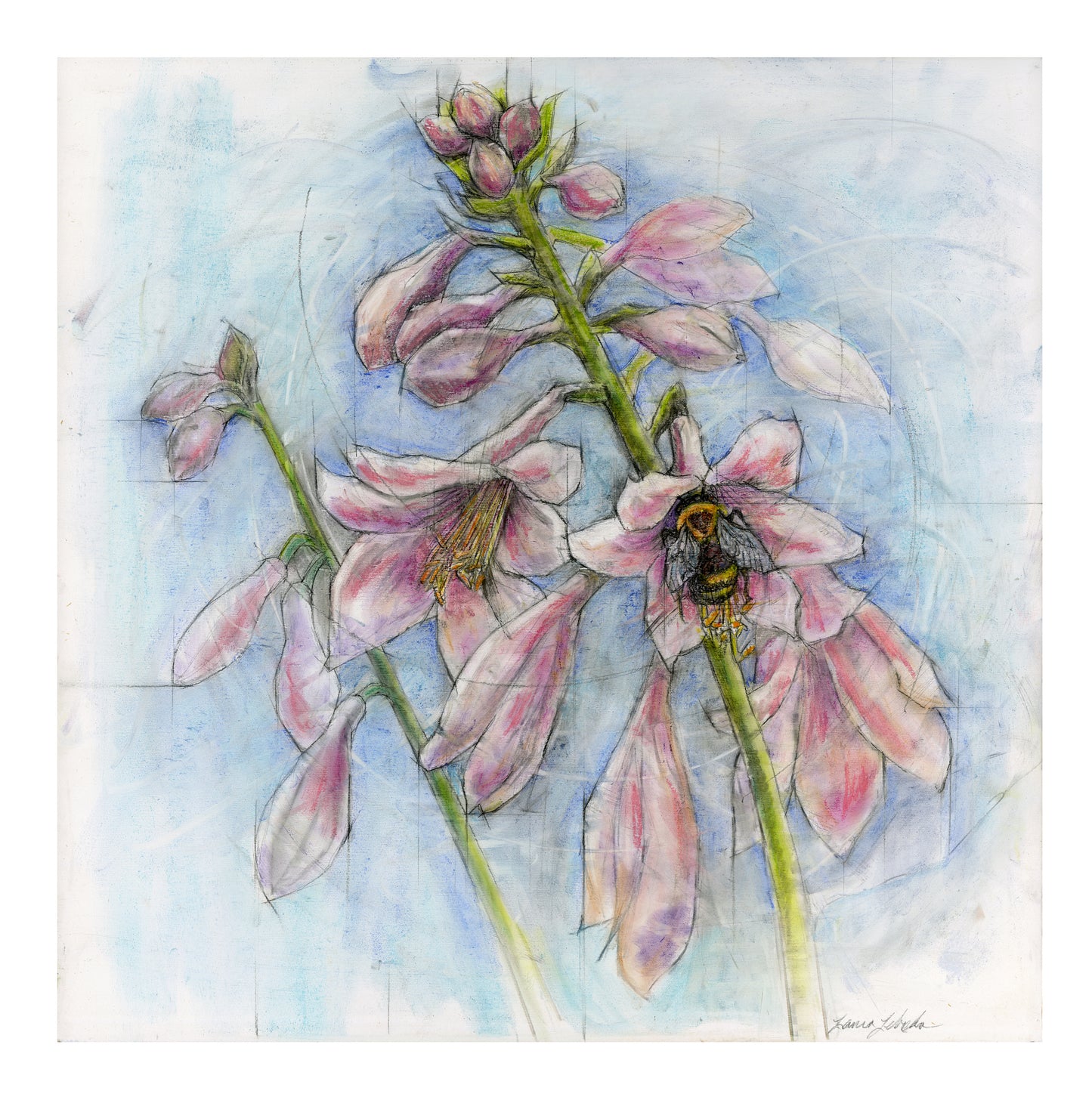 Bumble Bee In Pink Hosta Flower - Print