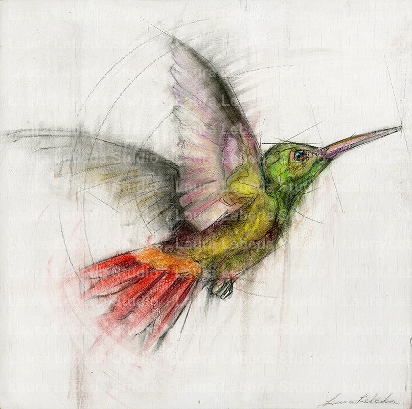 Hummingbird 003 - Print On Paper 10" x 10"