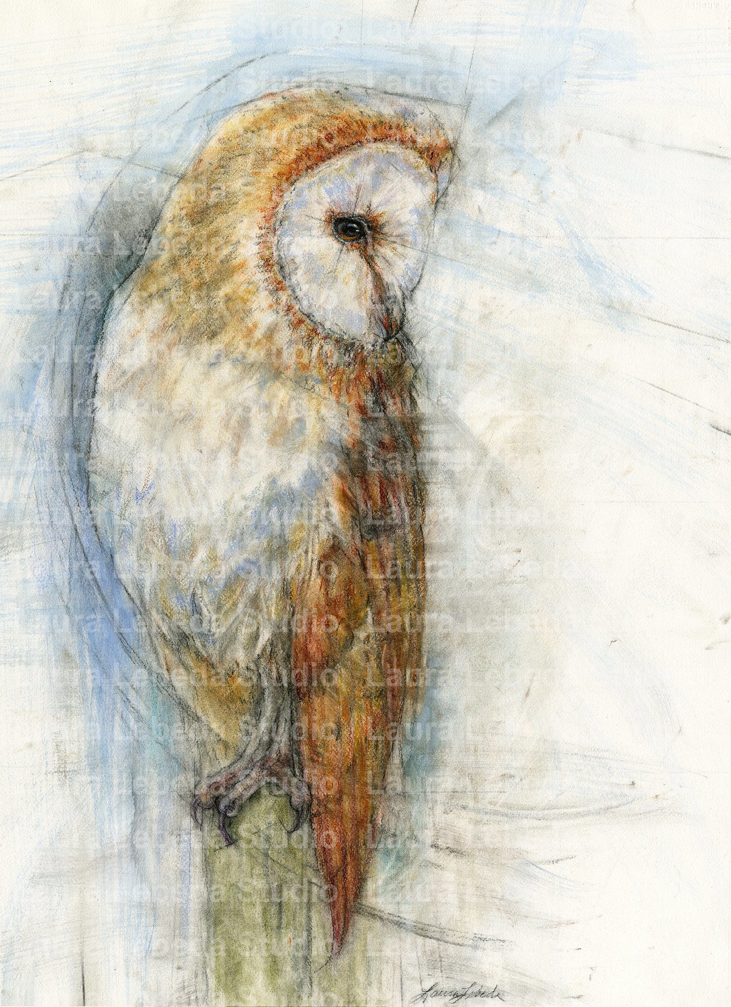 "Guardian" Barn Owl, Giclée Print
