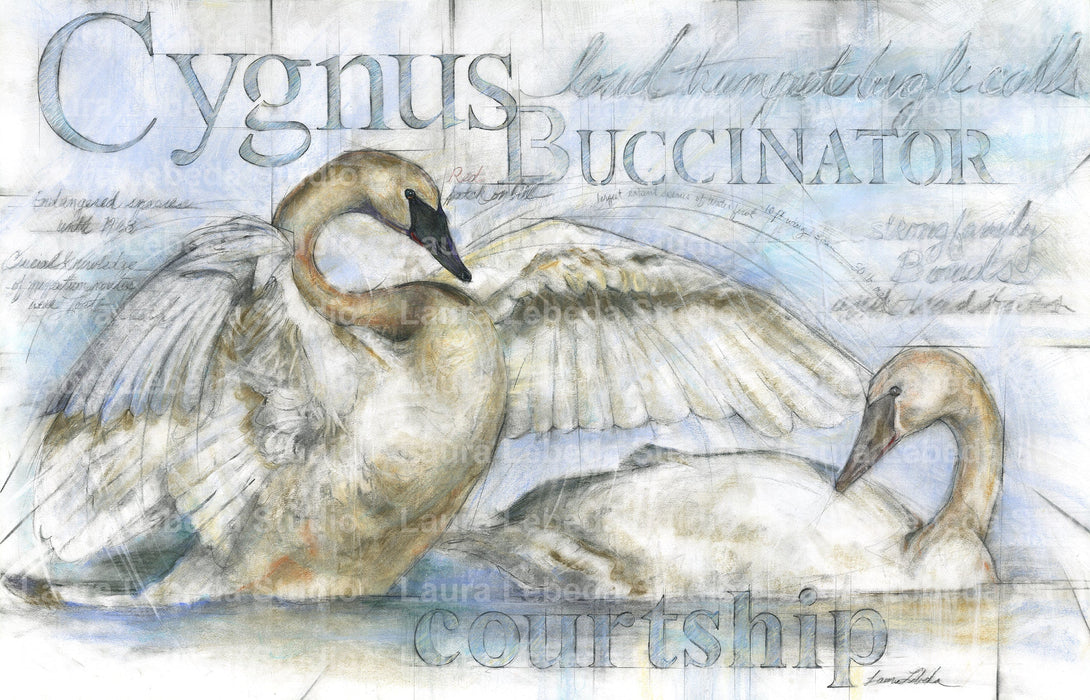 "Swan Courtship" 42"x29"