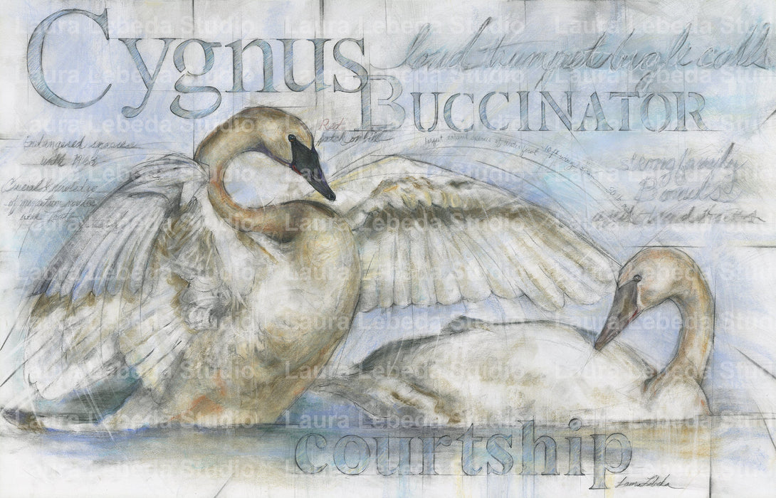 Trumpeter Swans - Giclée print, Various Sizes