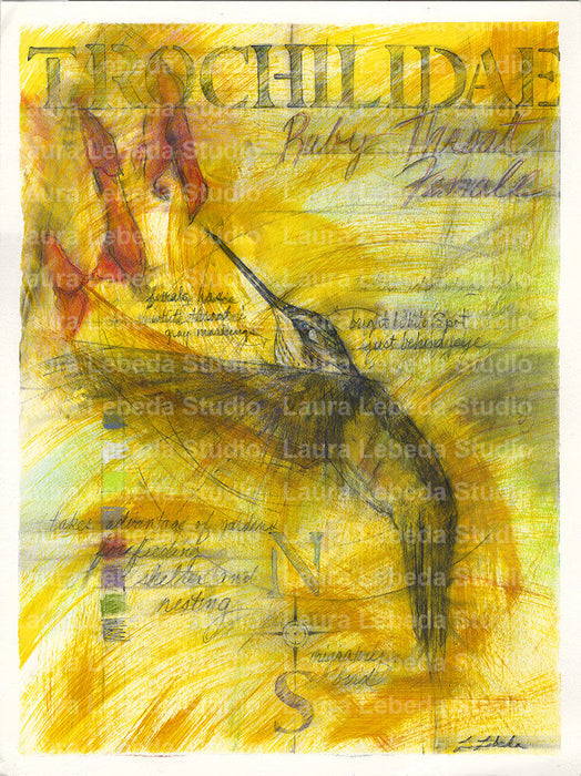 "Ruby Throated Female" - Giclée print 18"x24"