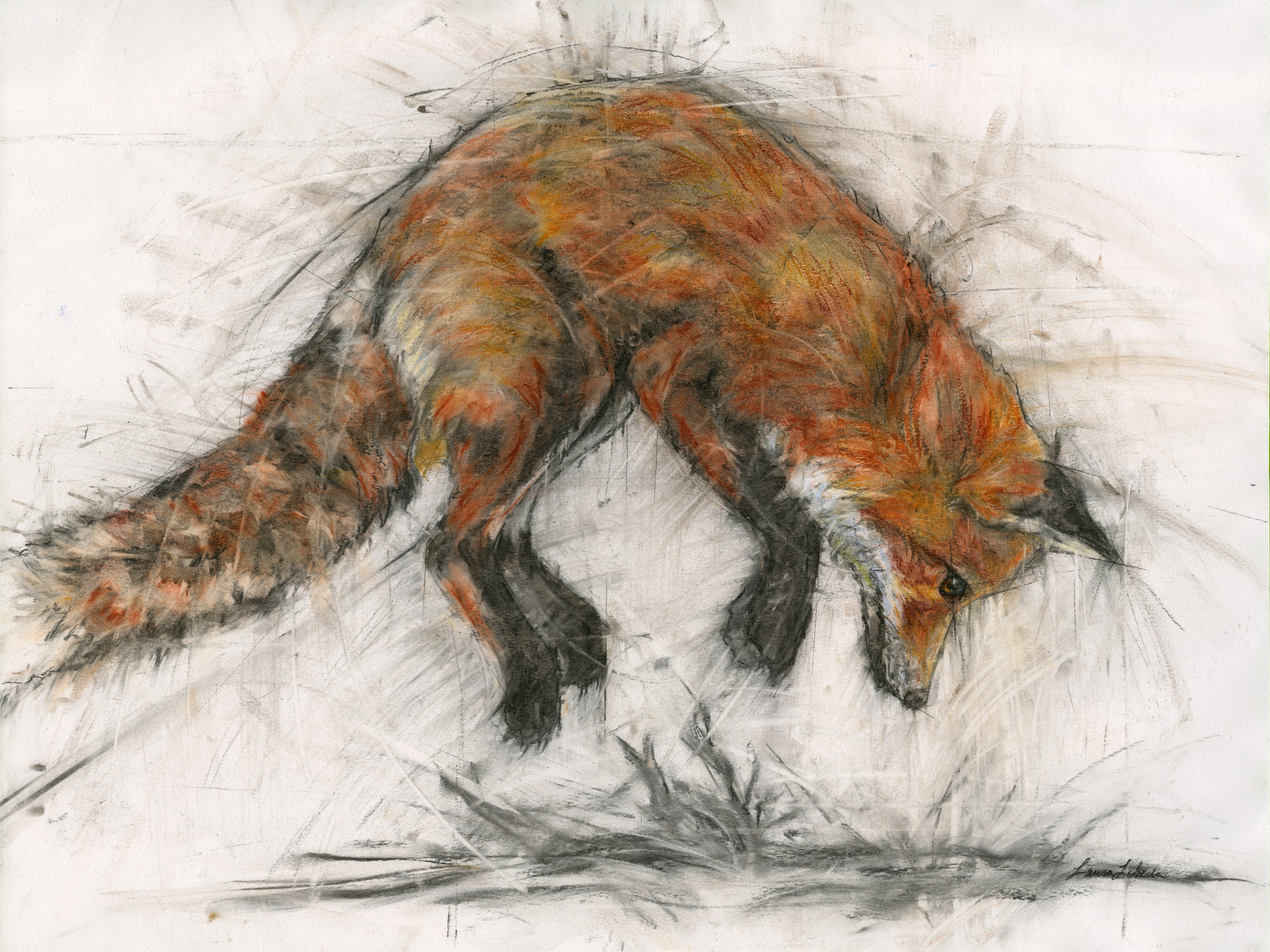 Fox Pouncing Front View