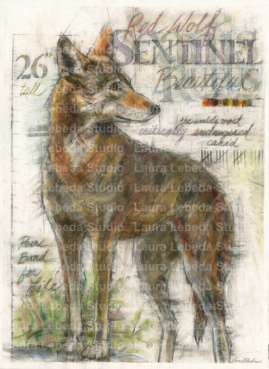 "Sentinel" Red Wolf, Giclée Print 18" x 24"