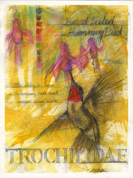 "Broad Tailed Hummingbird" - Giclée print 18"x24"