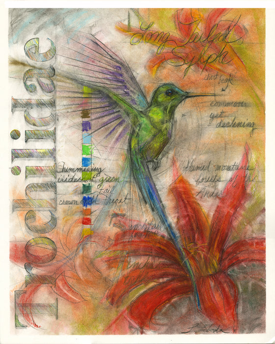Hummingbird, Long Tailed Sylph - Giclée print 18"x24"