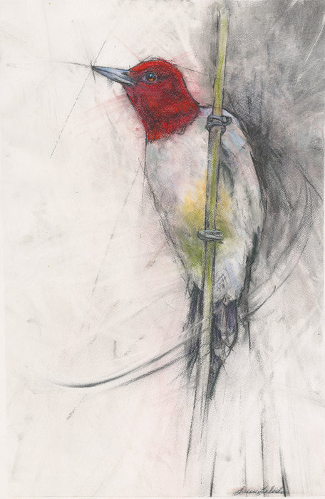"Redheaded Beauty" Woodpecker 19"x26" SOLD