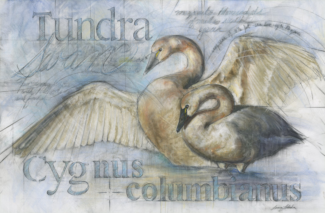Tundra Swans - Giclée print, Various Sizes