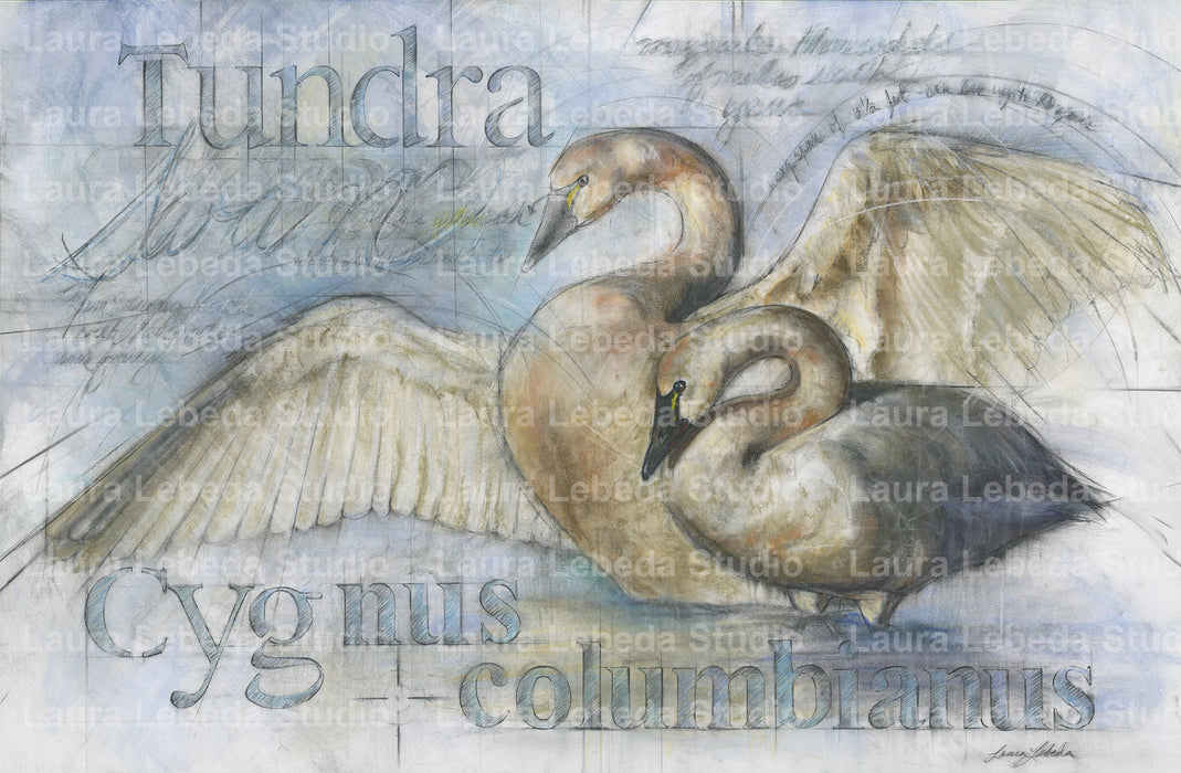 "Tundra Swans" 42"x29"